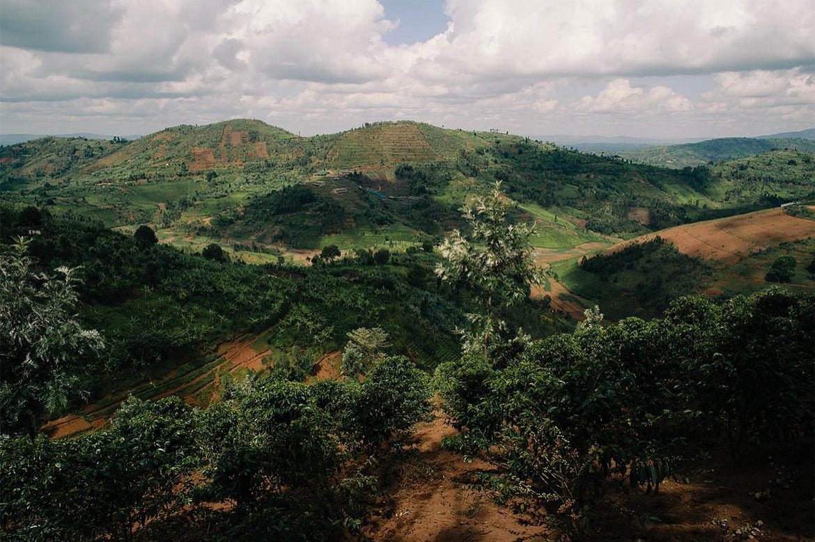 Better Water for Coffee Leads to Better Prices for Farmers - Third Wave Water